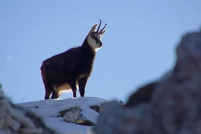 Alpi Cozie